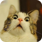 Котик