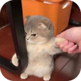 Еще один котик